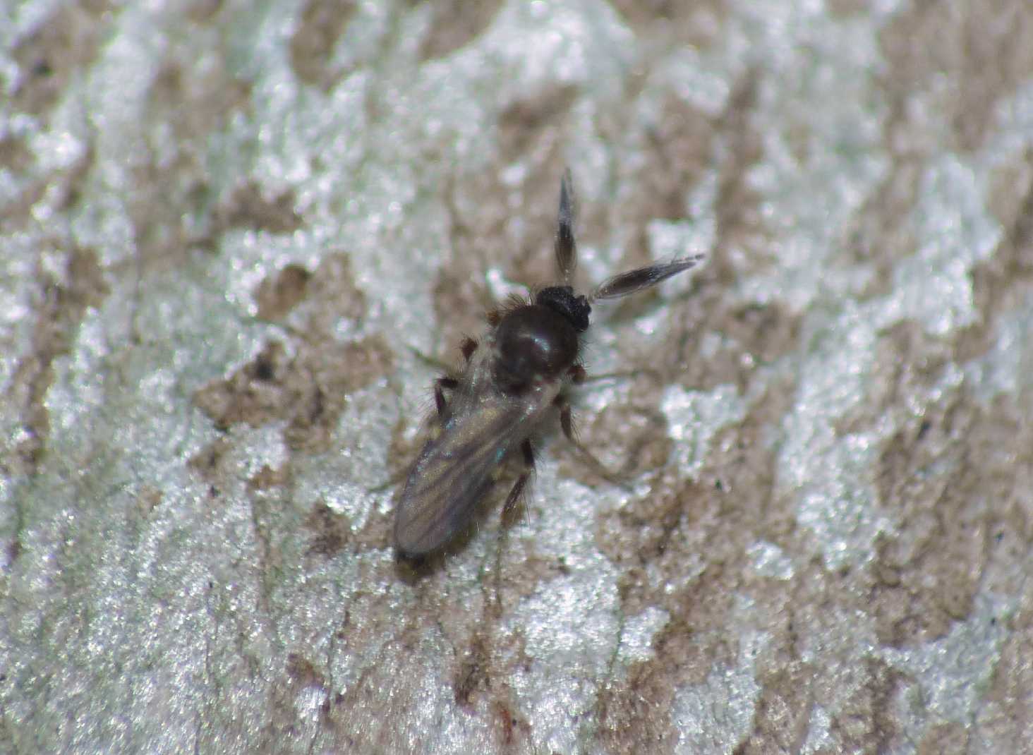 Piccolo dittero? Si, Ceratopogonidae: Culicoides